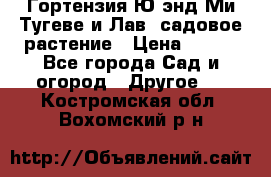 Гортензия Ю энд Ми Тугеве и Лав, садовое растение › Цена ­ 550 - Все города Сад и огород » Другое   . Костромская обл.,Вохомский р-н